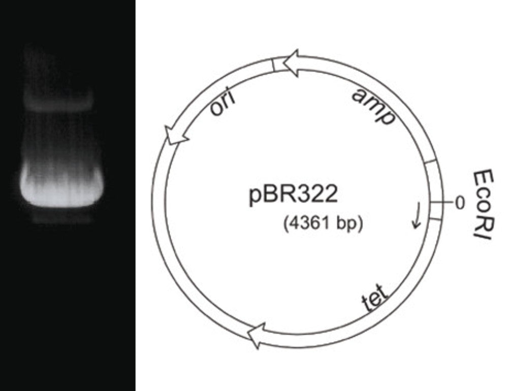 Plasmid DNA pBR322, lyophilized, 50 µg, plastic - Luminix Health