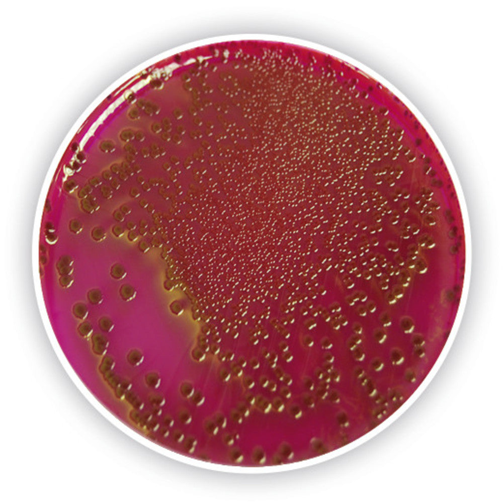 Endo Agar (Base), for microbiology, 500 g, plastic - Luminix Health