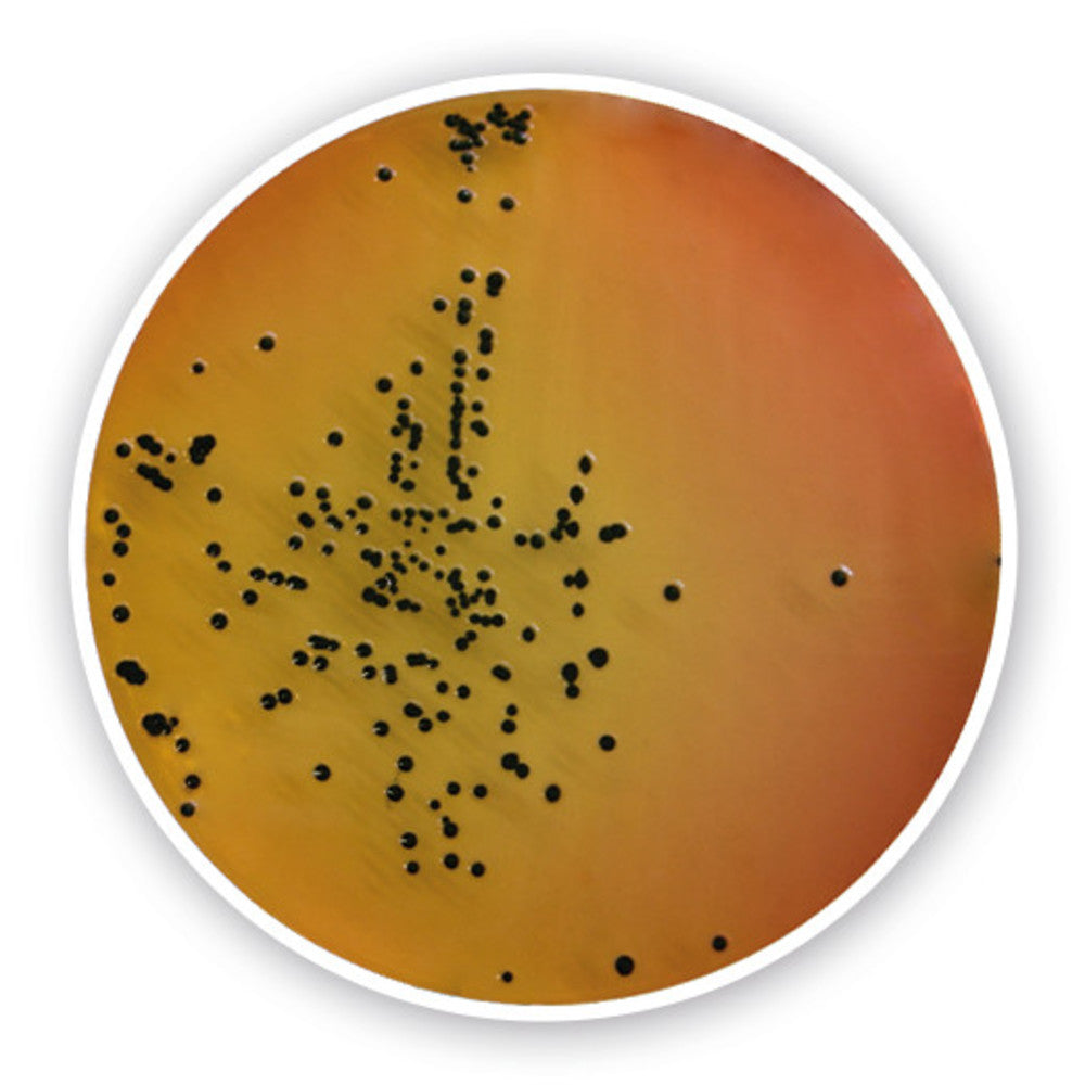 Salmonella-Shigella Agar, for microbiology, 500 g, plastic - Luminix Health