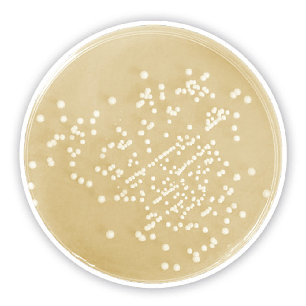 CASO Agar, ISO 11133, ISO 9308, ISO 11930, ISO 18415, ISO 18416,, 500 g, plastic - Luminix Health