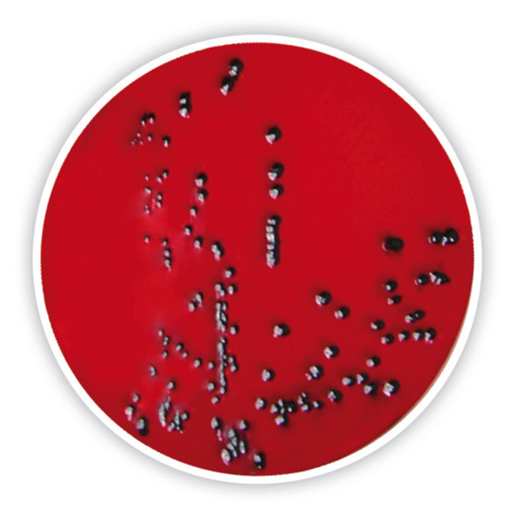 XLD-Agar, for microbiology, 500 g, plastic - Luminix Health