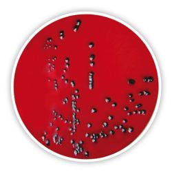 XLD agar