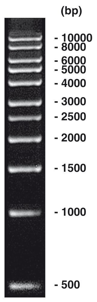 1 kbp DNA-Ladder, DNA-ladder (lyophil.) + gel loading, 50 µg, plastic - Luminix Health