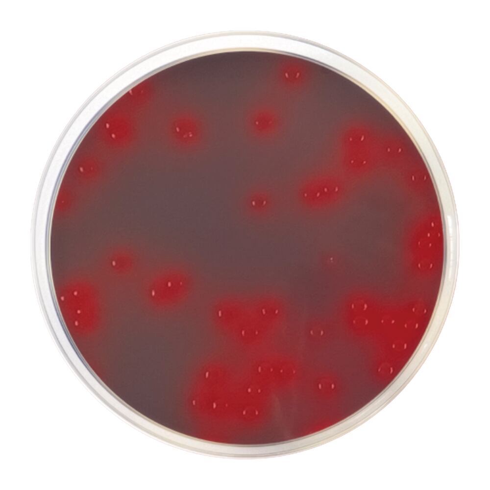CLED Agar plus