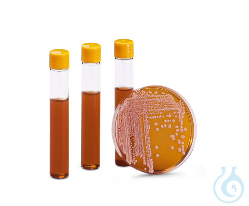 Oranje Serum Agar, 50 buizen, Agar Media