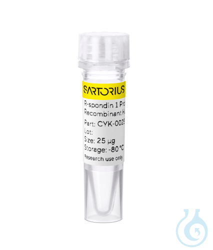 Recomb human R-spondin 1 protein 0.025mg