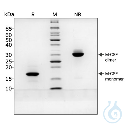 Recombinant human M-CSF protein 0.025mg