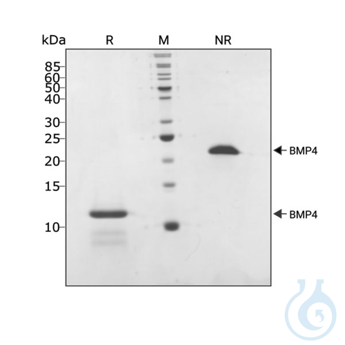 Recombinant human BMP-4 protein 0.1mg