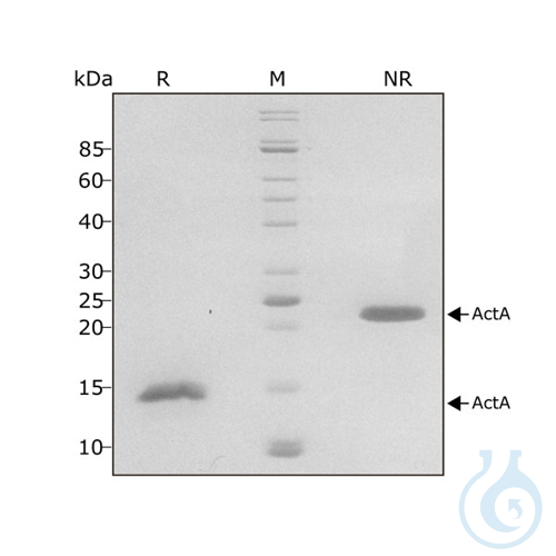 Recomb human Activin A protein 0.1mg