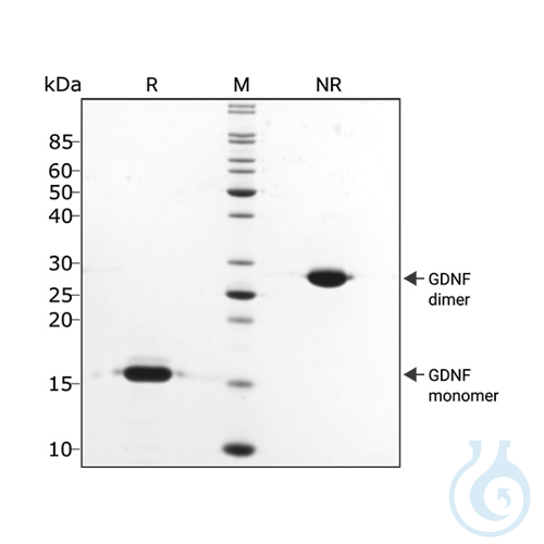 Recombinant human GDNF protein 0.1mg