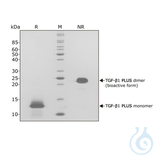 Recombinant human TGF-?1 PLUS protein
