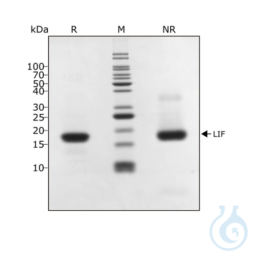 Recombinant human LIF protein 0.1mg