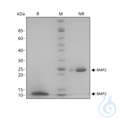 Recombinant human BMP-2 protein 0.1mg