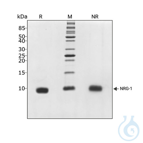 Recombinant human NRG-1 protein 0.1mg