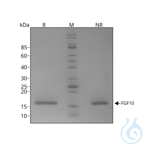 Recombinant human FGF-10 protein 0.1mg