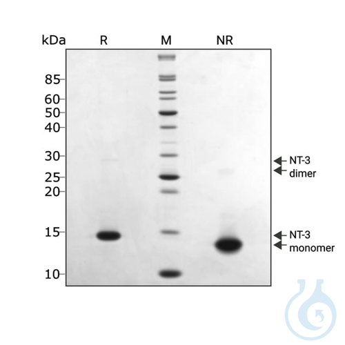 Recombinant human NT-3 protein 0.1mg