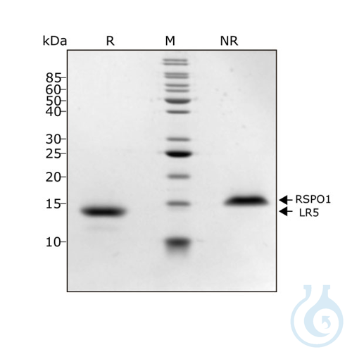 Recomb human HGF (NK1) protein 0.1mg