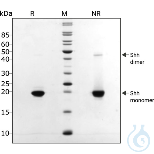 Recombinant human SHH protein 0.1mg