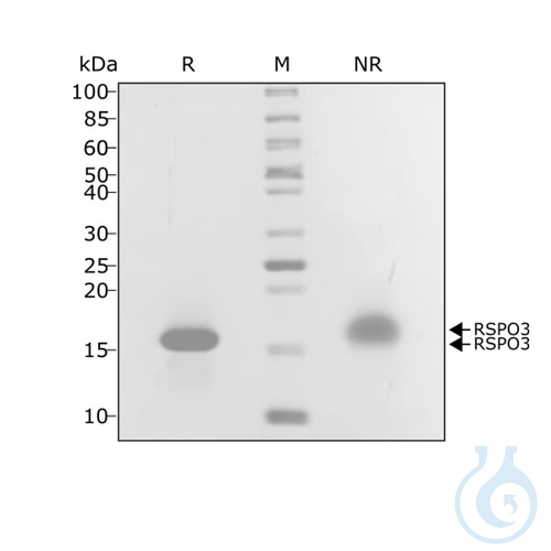 Recomb human R-spondin 3 protein 0.1mg