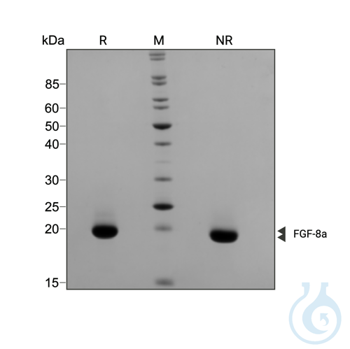 Recombinant human FGF-8a protein 0.1mg