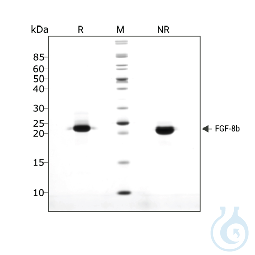 Recombinant human FGF-8b protein 0.1mg