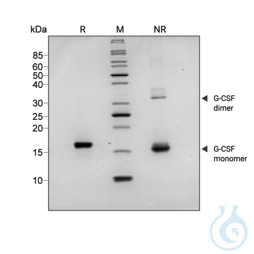 Recombinant human G-CSF protein 0.1mg