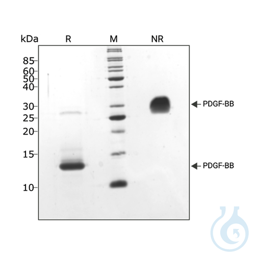 Recomb human PDGF-BB protein0.1mg