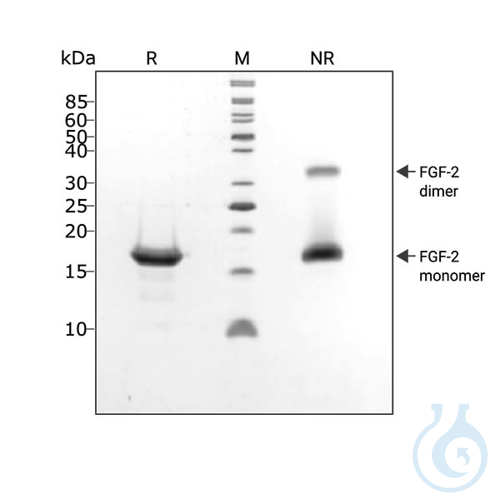 Recombinant FGF2-G3 protein 0.5mg