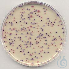 Brilliance E Coli/Coliform Sel Med, 500g