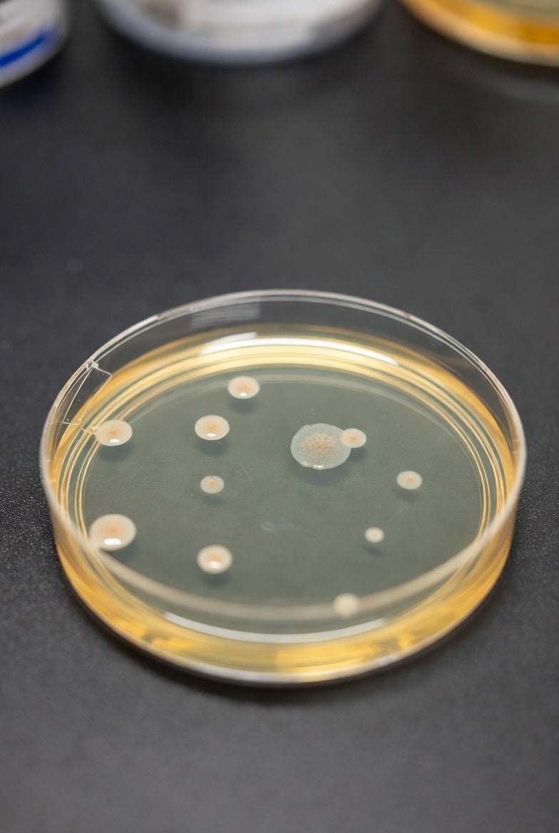 Image of Maximizing Lab Efficiency with Tryptone Soy Agar (TSA) Prepared Plates from Luminix Health - Luminix Health