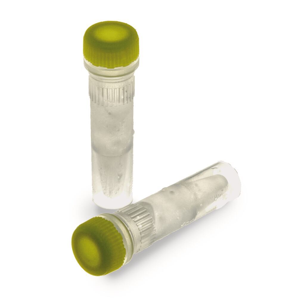 ROTI®Lux Probe qPCR Master Mix, ohne ROX, ready to use, 2x conc., 1 ml, plastic - Luminix Health