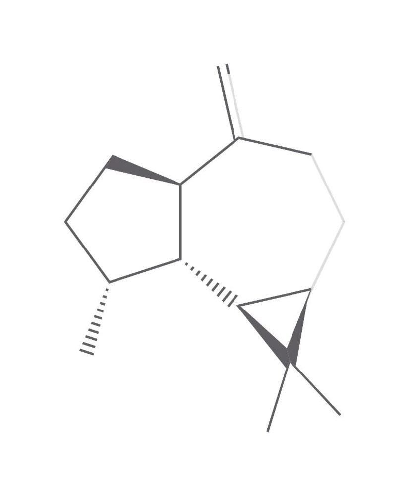 (+)-Aromadendrene, min. 80 %, 500 mg - Luminix Health