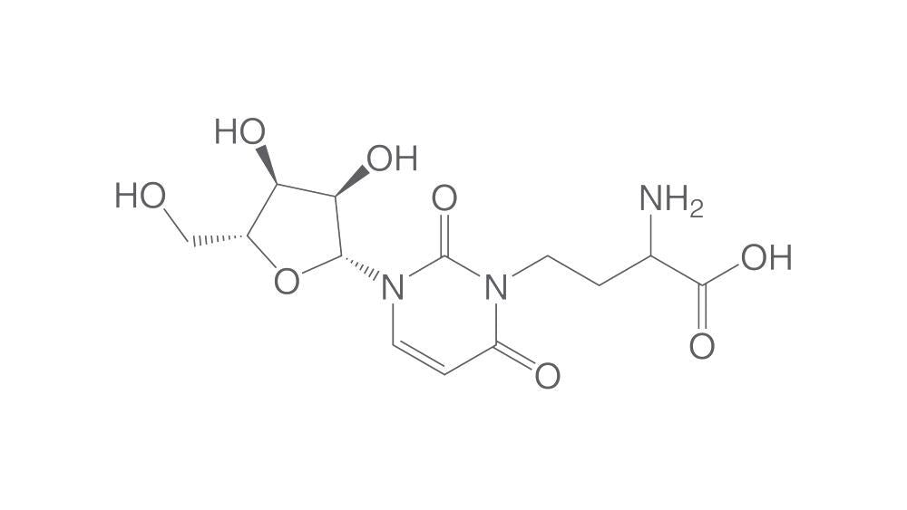 Image of 3-(3-Amino-3-carboxypropyl)uridine