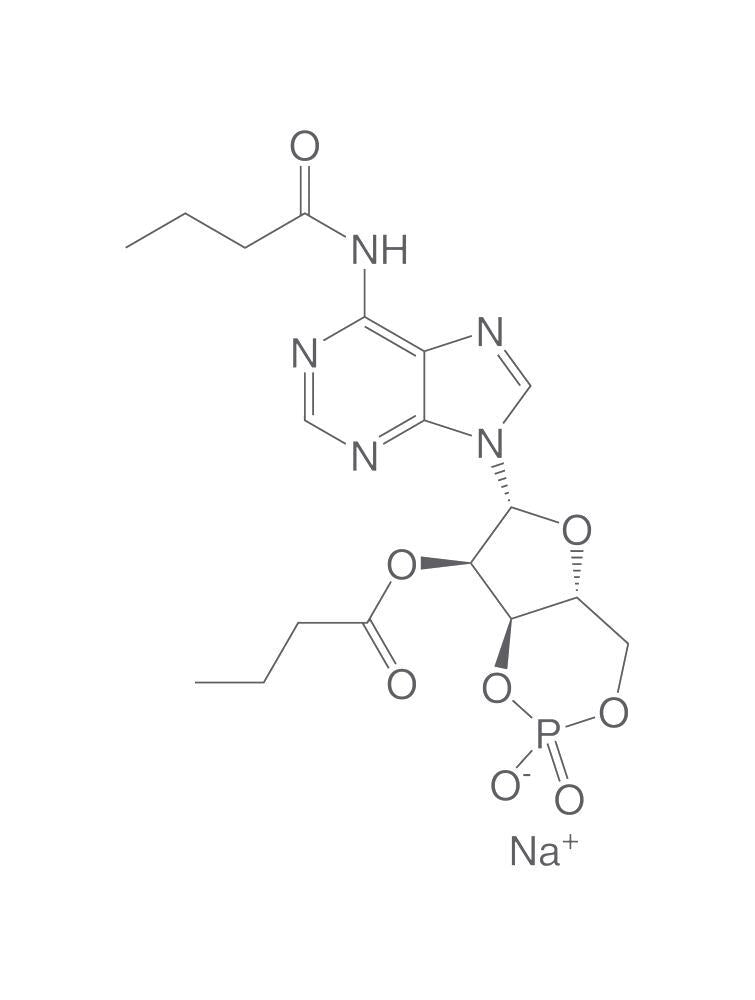 N6,2'-O-Dibutyryladenosine-3',5'-cyclic, monophosphate sodium, 500 mg - Luminix Health