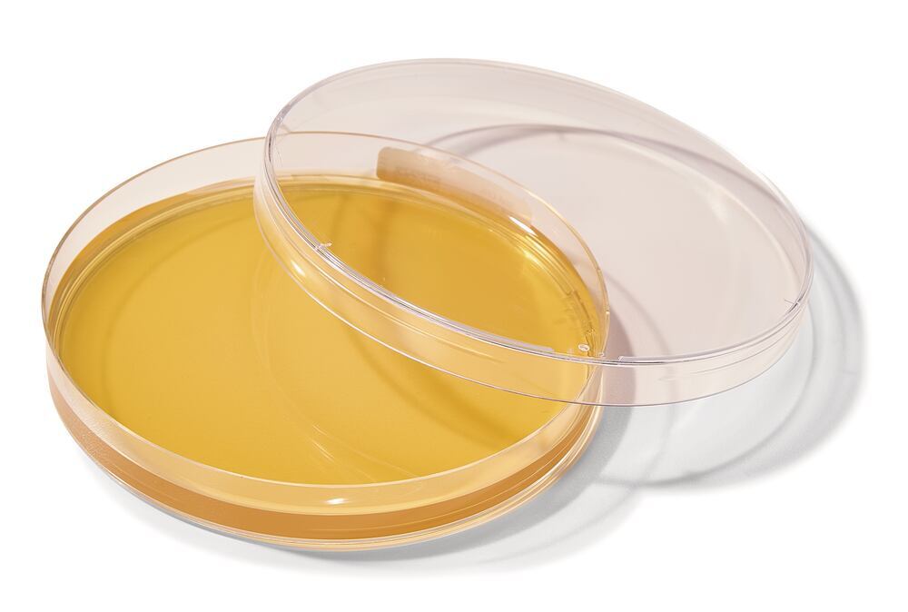 ROTI®Plate ICR SabDex, ready-to-use, 20 unit(s), box - Luminix Health