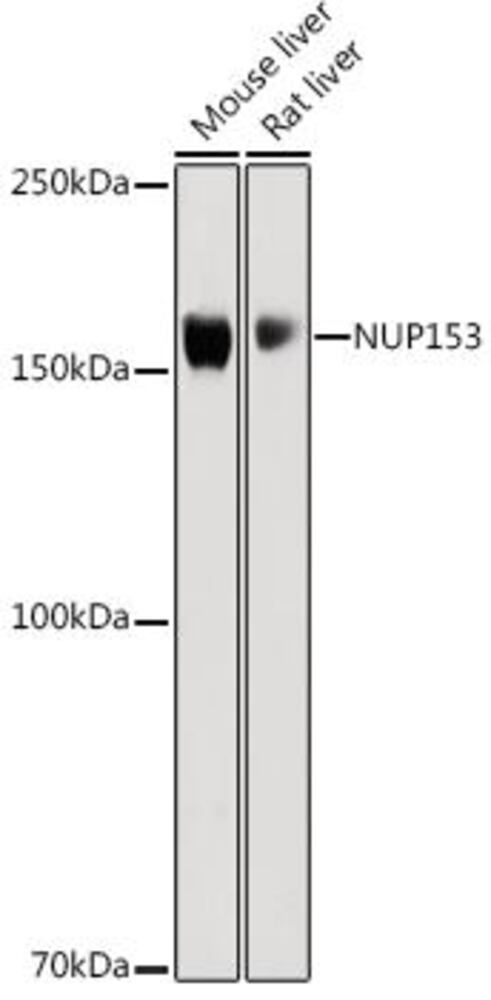 Anti-Nup153 Antibody, 100 µl - Luminix Health