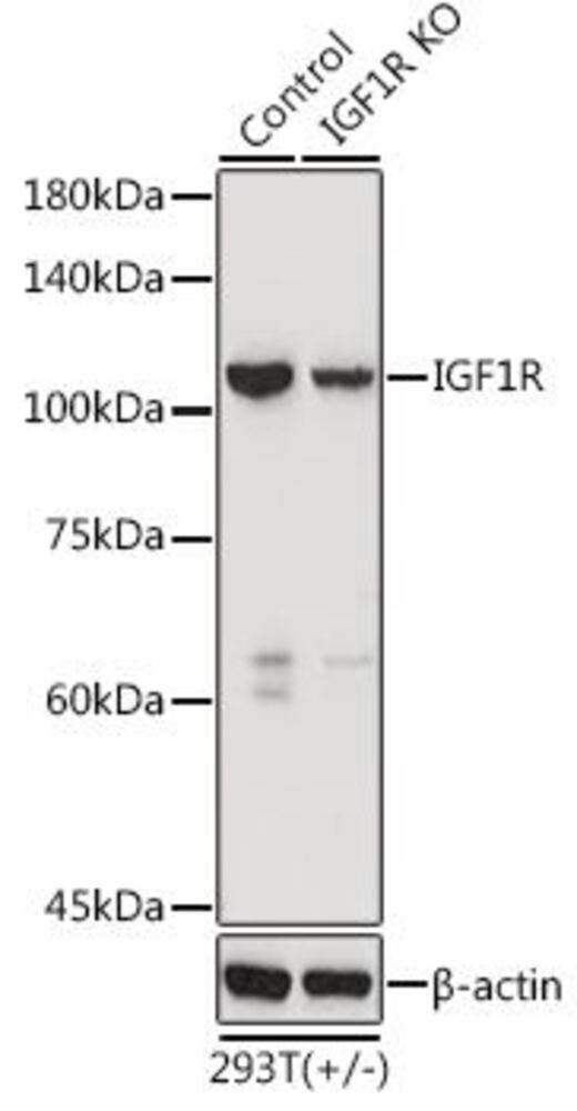 Anti-IGF1 Receptor Antibody, 100 µl - Luminix Health