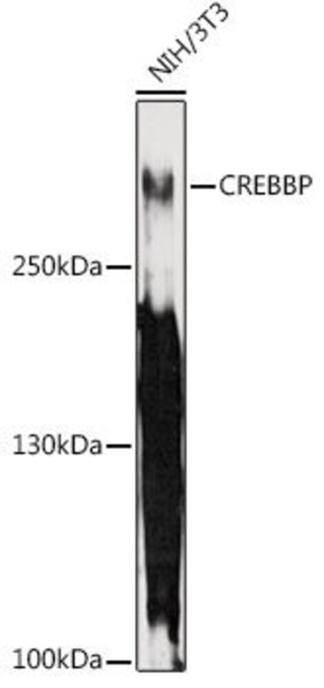 Anti-CREBBP Antibody, 100 µl - Luminix Health