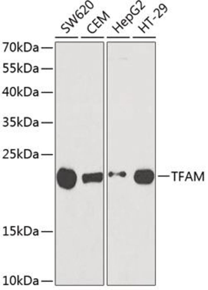 Anti-mtTFA Antibody ab180763), 100 µl - Luminix Health