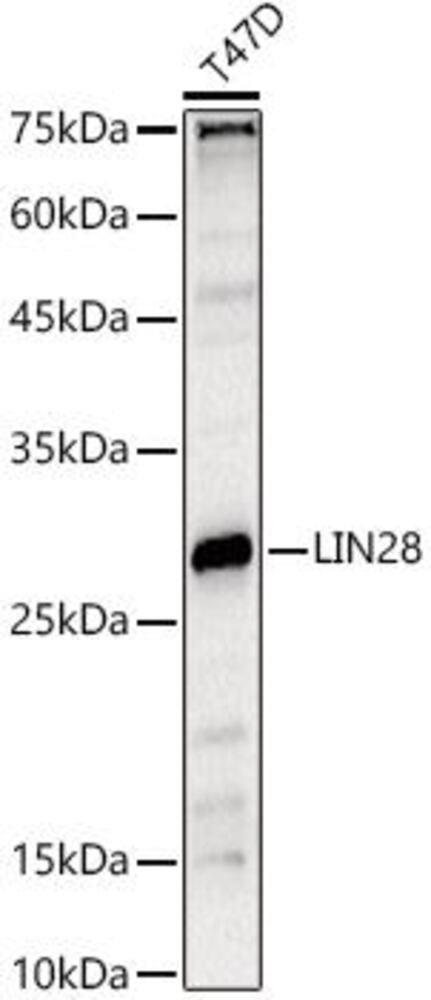 Anti-Lin28A Antibody, 100 µl - Luminix Health