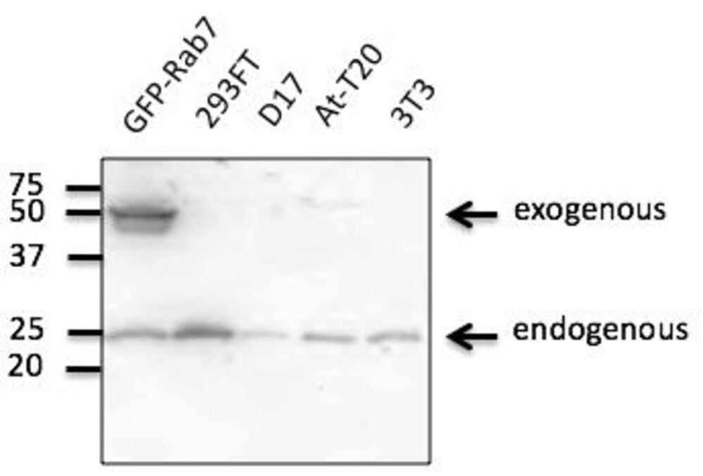 Anti-RAB7A Antibody, 600 µg - Luminix Health