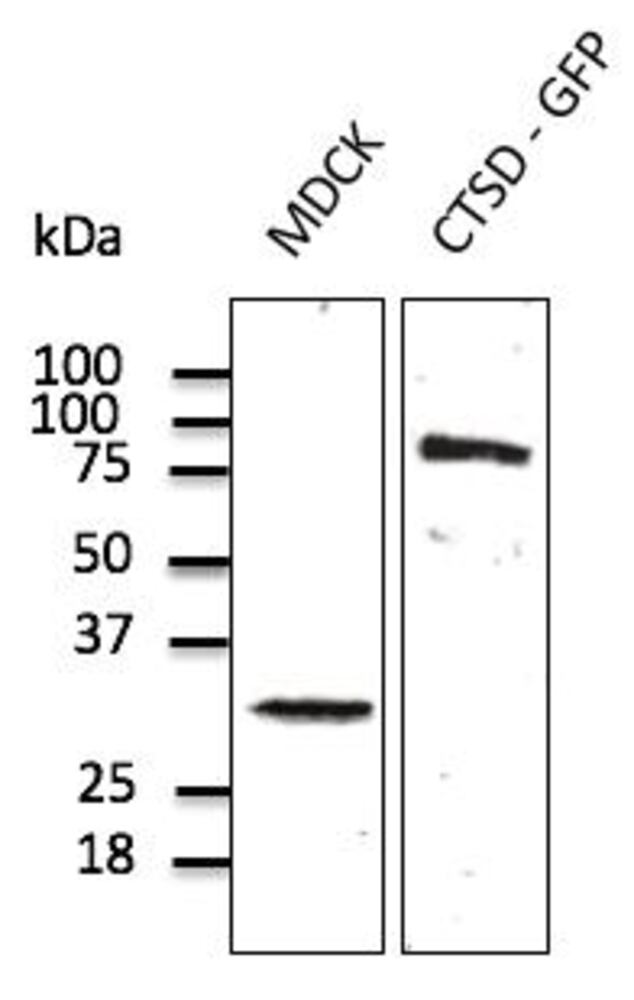 Anti-Cathepsin D Antibody, 600 µg - Luminix Health