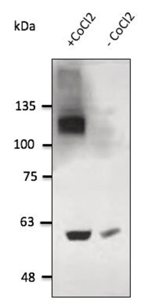 Anti-HIF-1 alpha Antibody, 300 µg - Luminix Health
