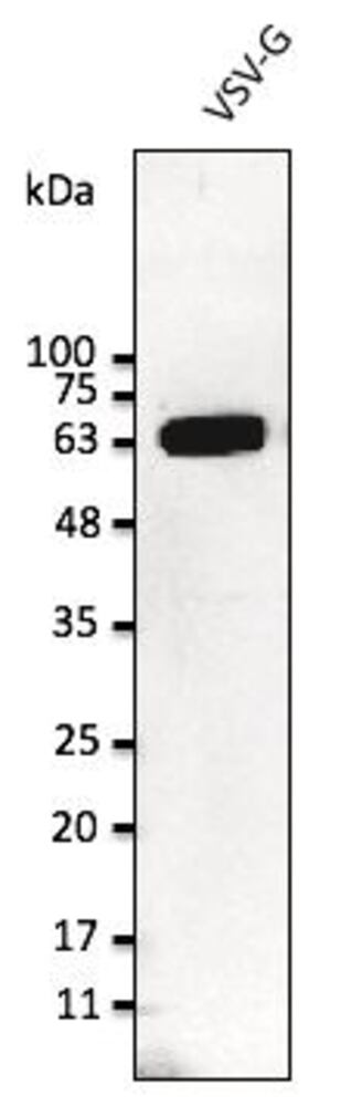 Anti-VSV-G Tag Antibody, 300 µg - Luminix Health