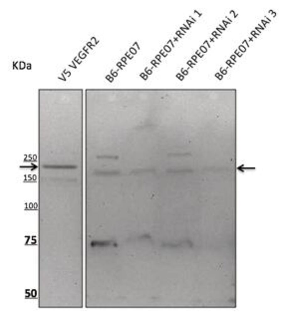 Anti-VEGFR2 Antibody, 600 µg - Luminix Health