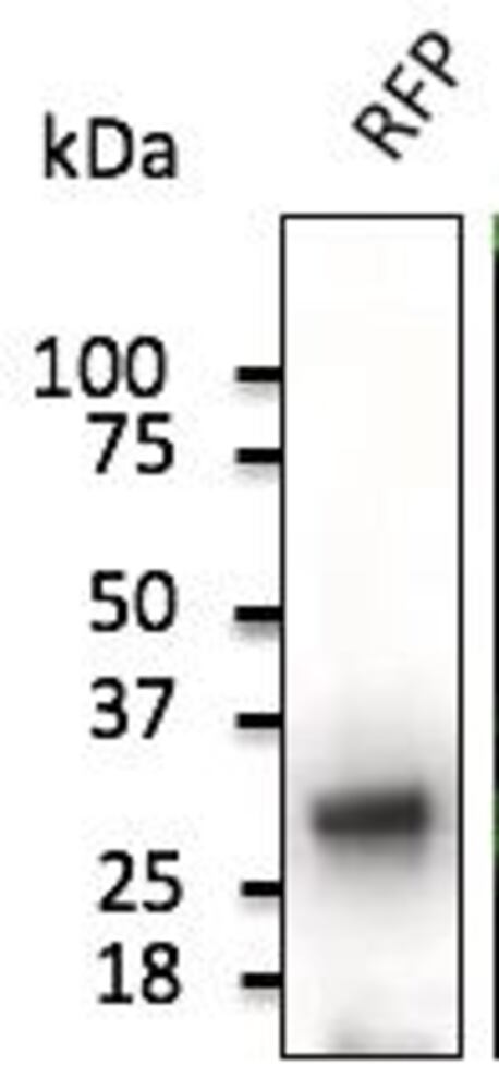 Anti-RFP Antibody, 300 µg - Luminix Health