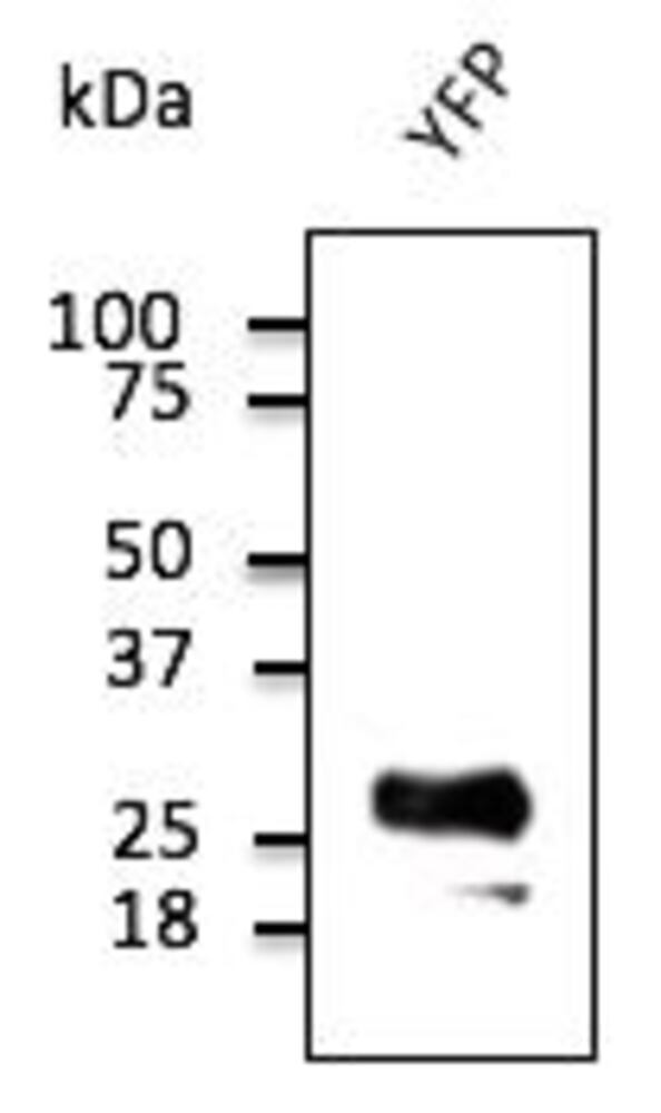 Anti-YFP Antibody, 300 µg - Luminix Health