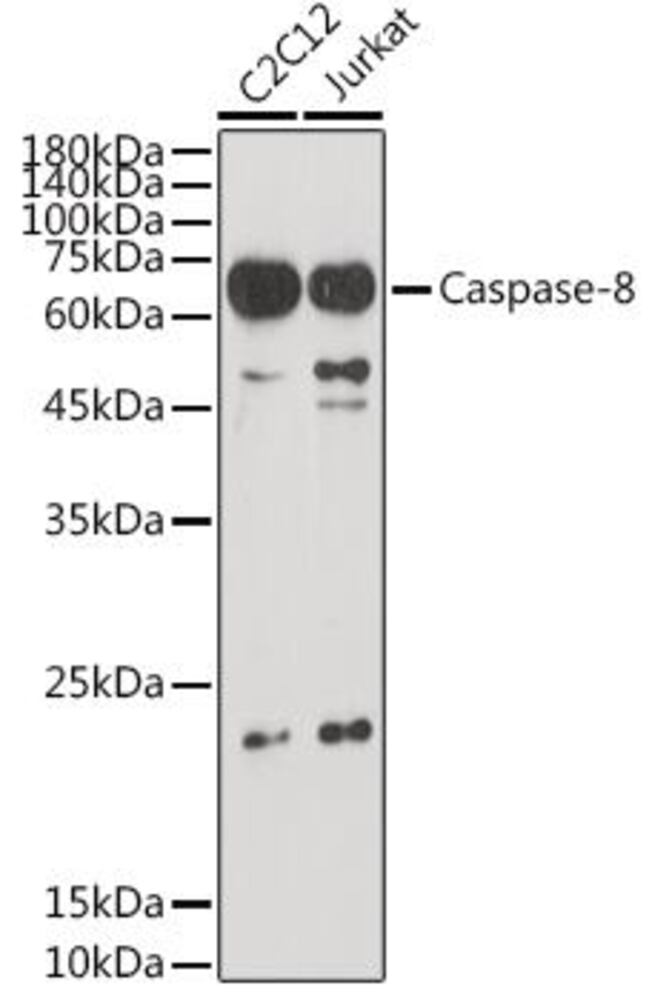 Anti-Caspase-8 Antibody, 100 µl - Luminix Health