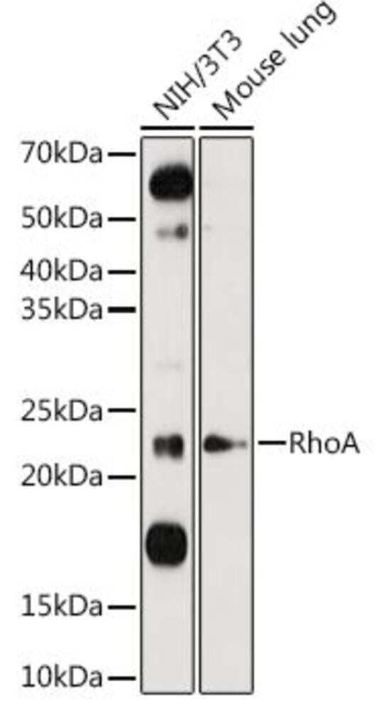 Anti-RhoA Antibody, 100 µl - Luminix Health
