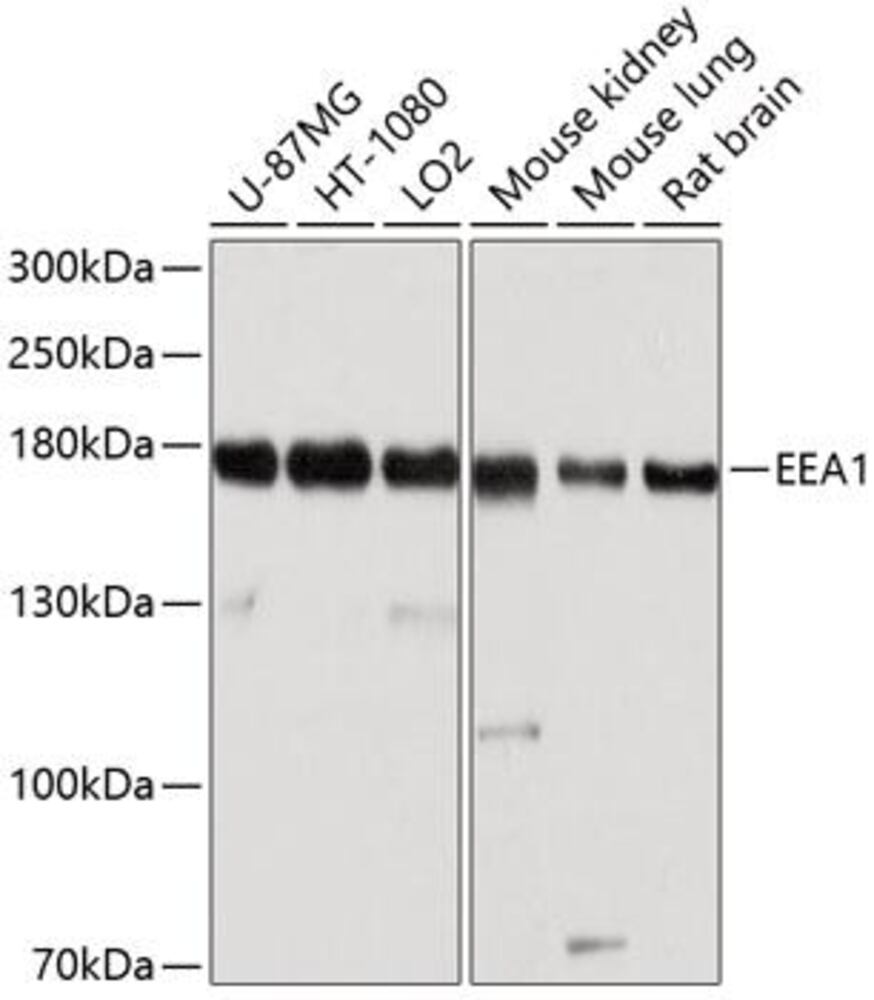 Anti-EEA1 Antibody, 100 µl - Luminix Health